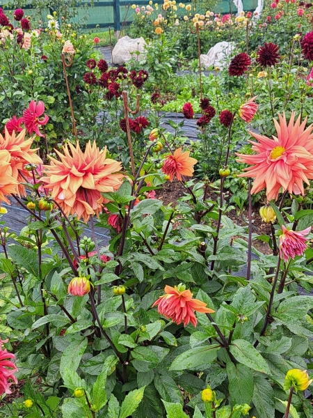 Sweet Briar Flower Farm