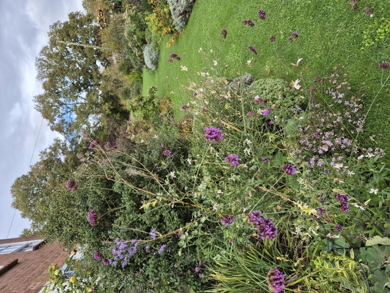 Black Shed Studios Garden