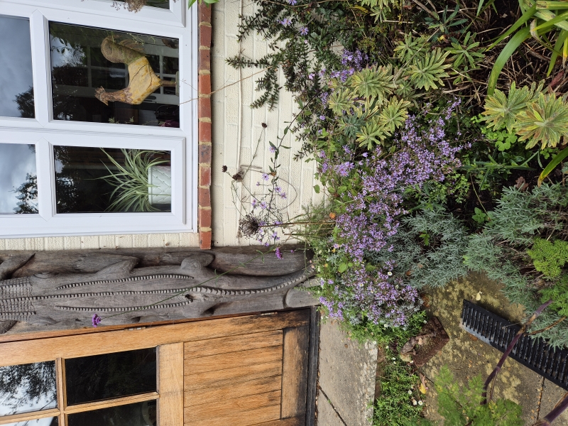 Black Shed Studios Garden