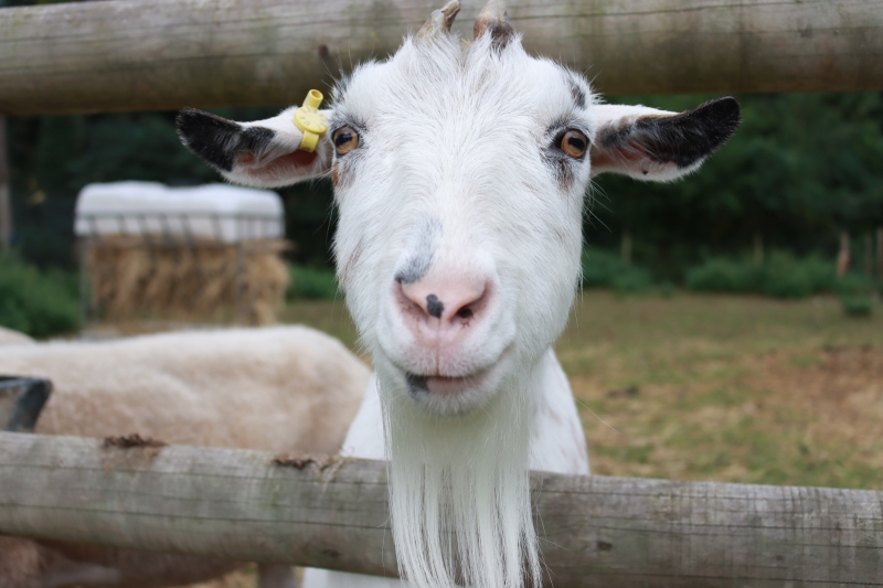 Restore Hope Community Garden