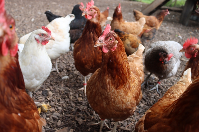 Restore Hope Community Garden