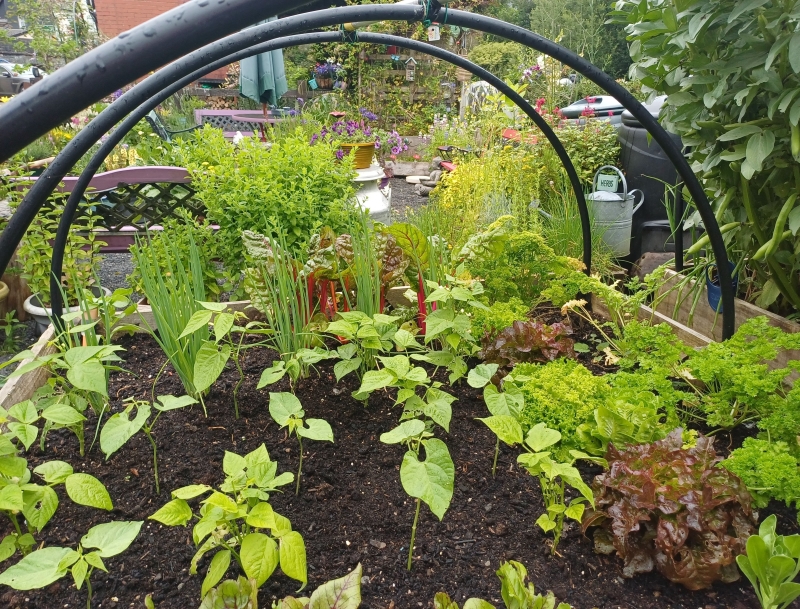 Kim’s Garden