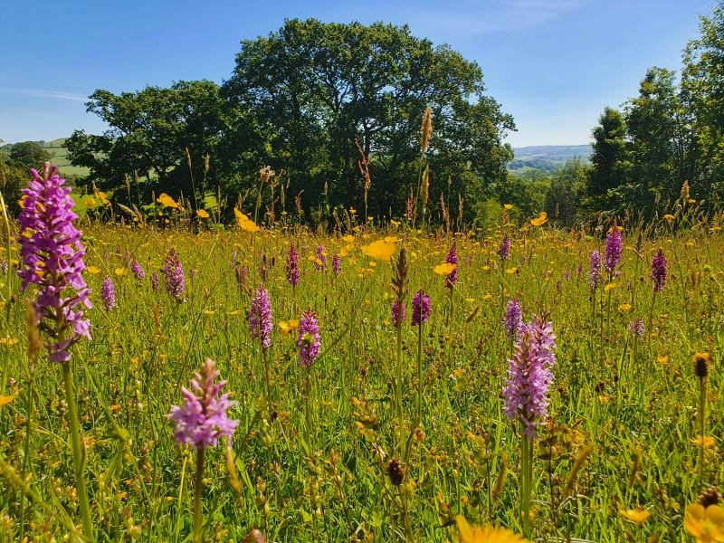 Burrow Farm Gardens
