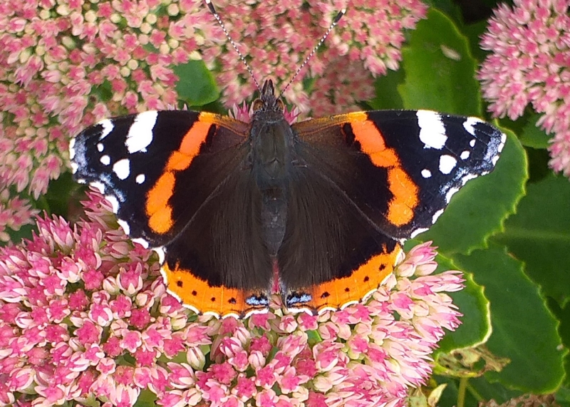 Stottesdon Village Open Gardens